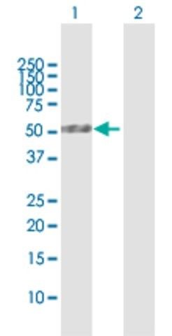 Anti-PLA1A antibody produced in rabbit