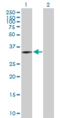 Anti-PLCXD3 antibody produced in mouse