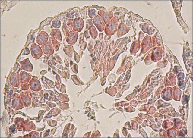 Anti-PIWIL1 antibody, Mouse monoclonal