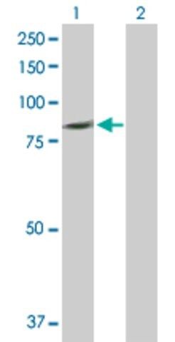 Anti-PLCD4 antibody produced in rabbit