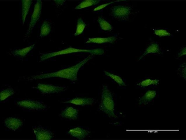 Anti-PIN4 antibody produced in rabbit