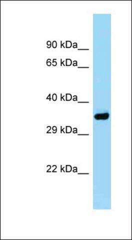 Anti-PITPNA antibody produced in rabbit