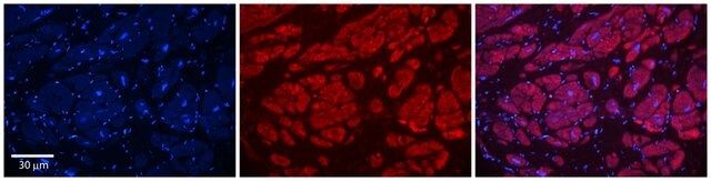 Anti-PIWIL1, (N-terminal) antibody produced in rabbit