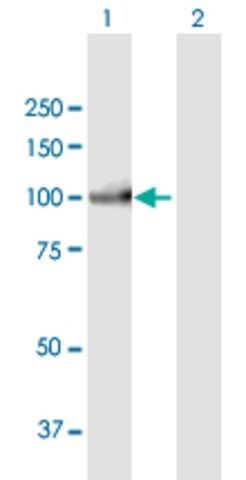 Anti-PIWIL3 antibody produced in mouse