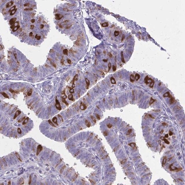 Anti-PITPNM1 antibody produced in rabbit