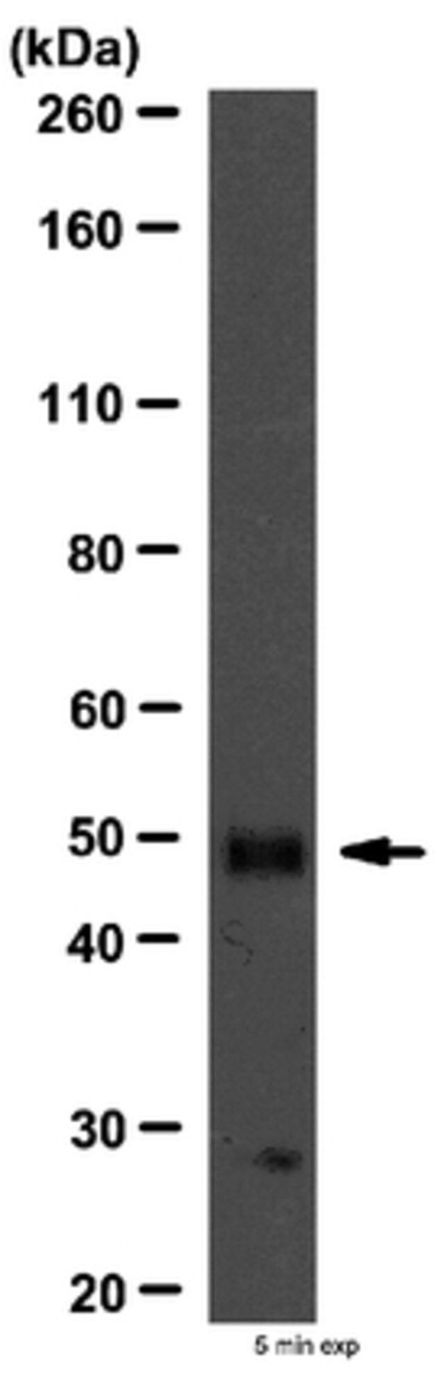 Anti-PKA RII Beta Antibody