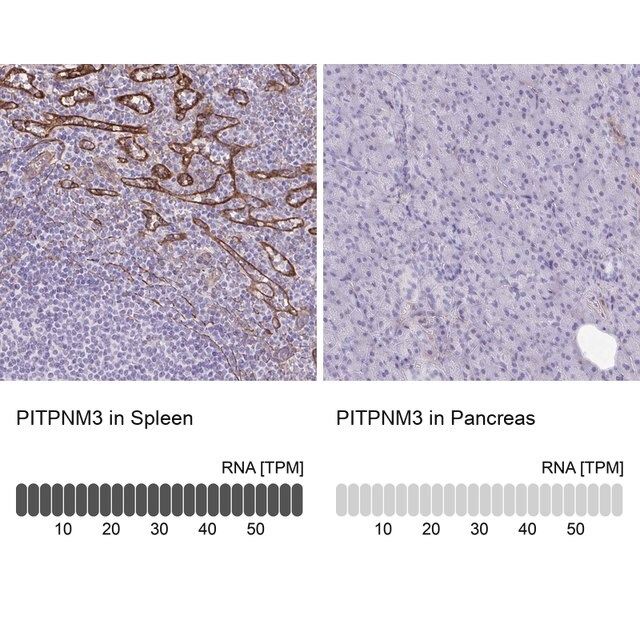 Anti-PITPNM3 antibody produced in rabbit