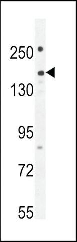 ANTI-PKHG1 (C-TERMINAL) antibody produced in rabbit