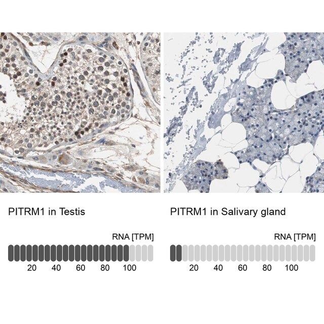 Anti-PITRM1 antibody produced in rabbit