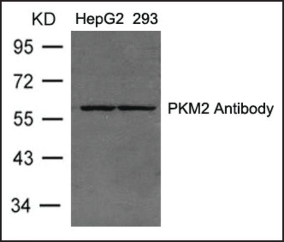 Anti-PKM2 antibody produced in rabbit