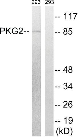 Anti-PKG2 antibody produced in rabbit