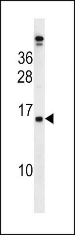 ANTI-PLAC4 (N-TERM) antibody produced in rabbit