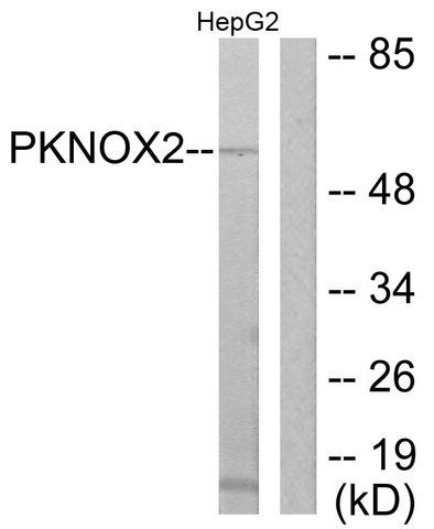 Anti-PKNOX2 antibody produced in rabbit