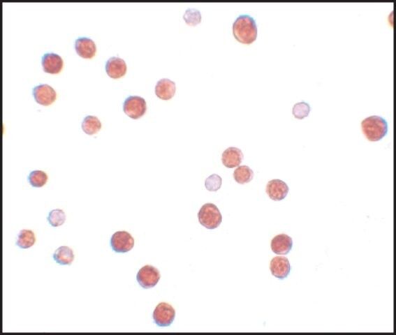 Anti-PLAC4 antibody produced in rabbit