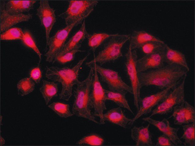 Anti-PKM2 (isoform M2) antibody produced in rabbit