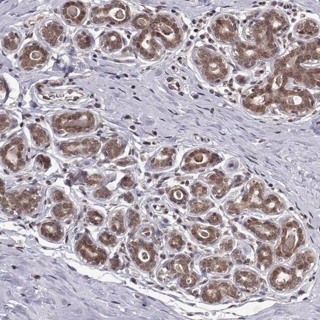 Anti-PKN2 antibody produced in rabbit