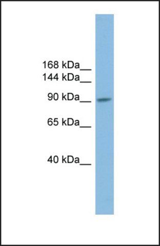 Anti-PIWIL2, (N-terminal) antibody produced in rabbit