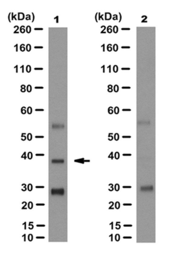 Anti-PL Scramblase 1 Antibody, clone 9A7