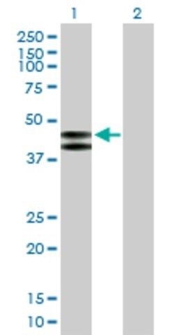 Anti-PLA1A antibody produced in mouse