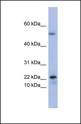 Anti-PLA2G5 antibody produced in rabbit