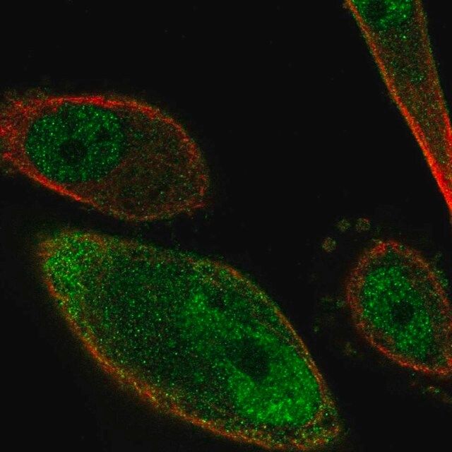 Anti-PKIG antibody produced in rabbit