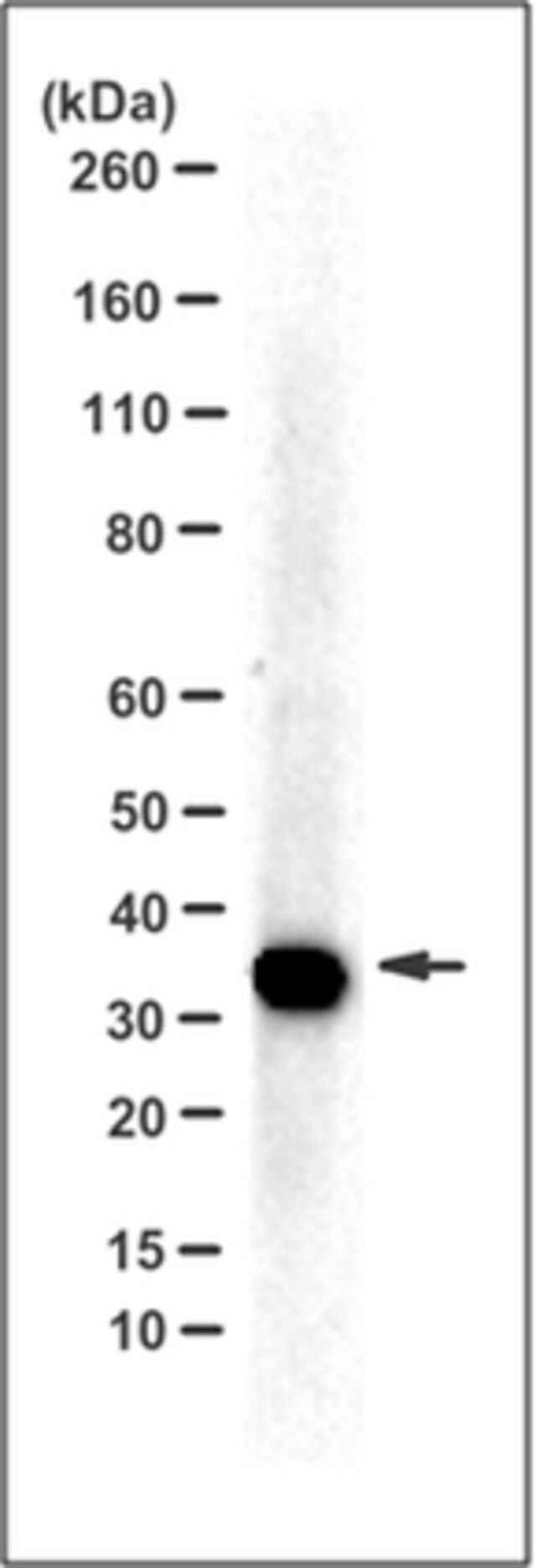 Anti-PL Scramblase 3, clone 3B4 Antibody