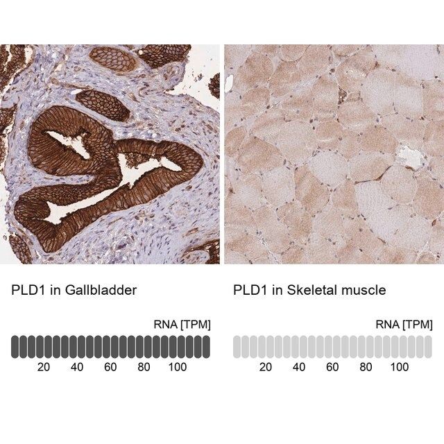 Anti-PLD1 antibody produced in rabbit