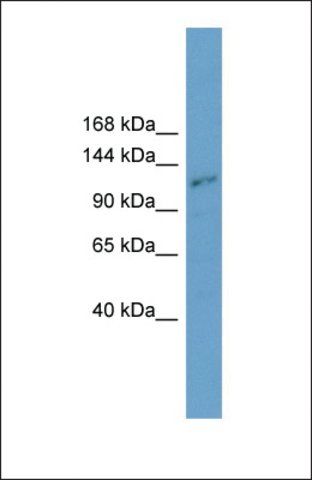 Anti-PLEKHA7 antibody produced in rabbit