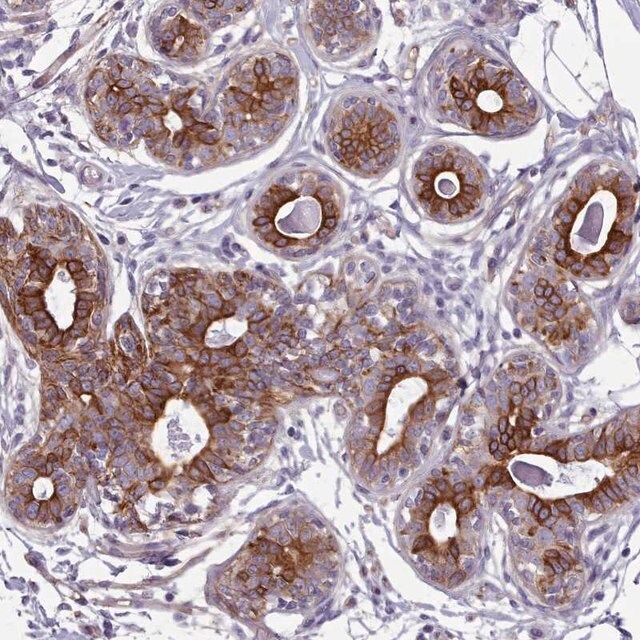 Anti-PLD4 antibody produced in rabbit