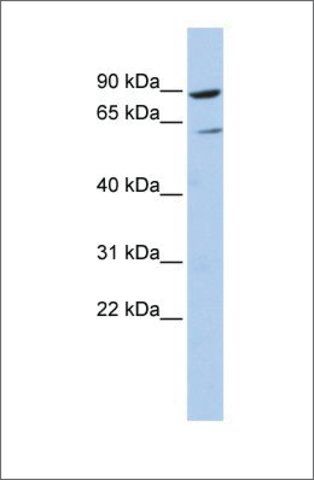 Anti-PLCD1 (ab1) antibody produced in rabbit