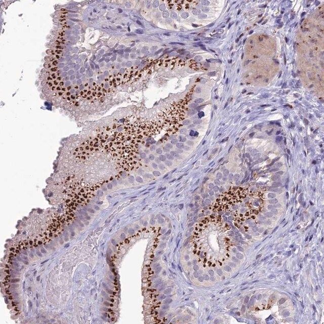 Anti-PLEKHA4 antibody produced in rabbit