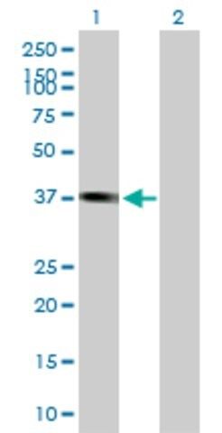 Anti-PLEK2 antibody produced in mouse