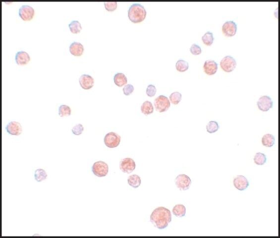 Anti-PLAC2 antibody produced in rabbit