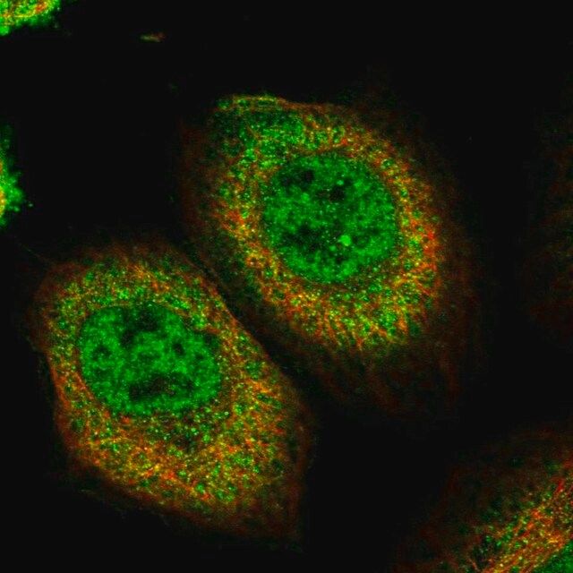 Anti-PLEKHA5 antibody produced in rabbit