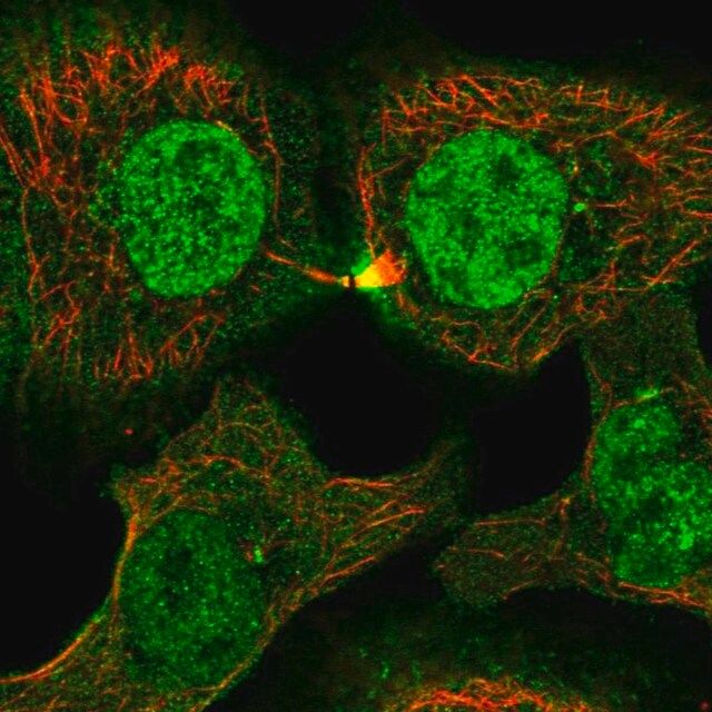 Anti-PLEKHG3 antibody produced in rabbit