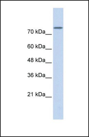 Anti-PLD2 antibody produced in rabbit