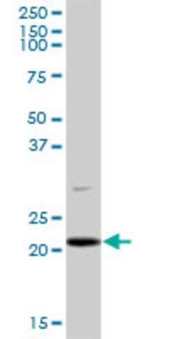 Anti-PLDN antibody produced in mouse