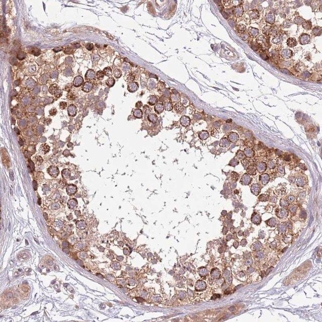 Anti-PLD6 antibody produced in rabbit