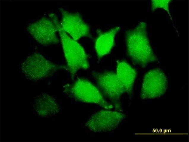 Anti-PLCXD1 antibody produced in mouse