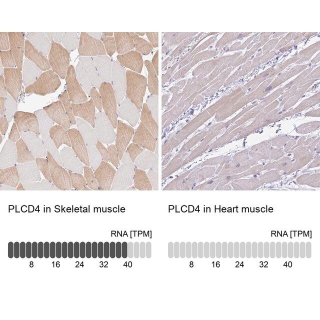 Anti-PLCD4 antibody produced in rabbit