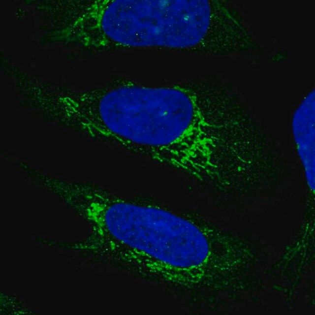 Anti-PLD5 antibody produced in rabbit