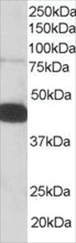 Anti-Pleckstrin antibody produced in goat