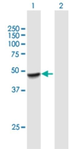 Anti-PLEKHA1 antibody produced in mouse