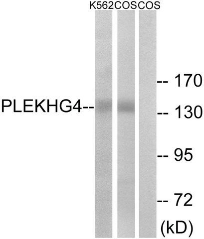 Anti-PLEKHG4 antibody produced in rabbit