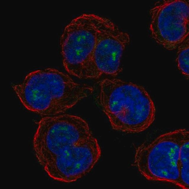 Anti-PLEK antibody produced in rabbit