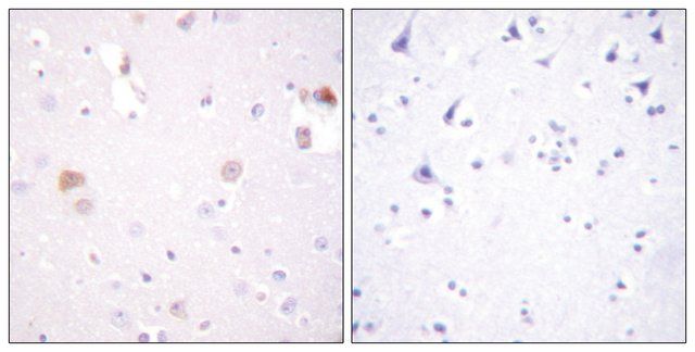 Anti-PLD1 antibody produced in rabbit