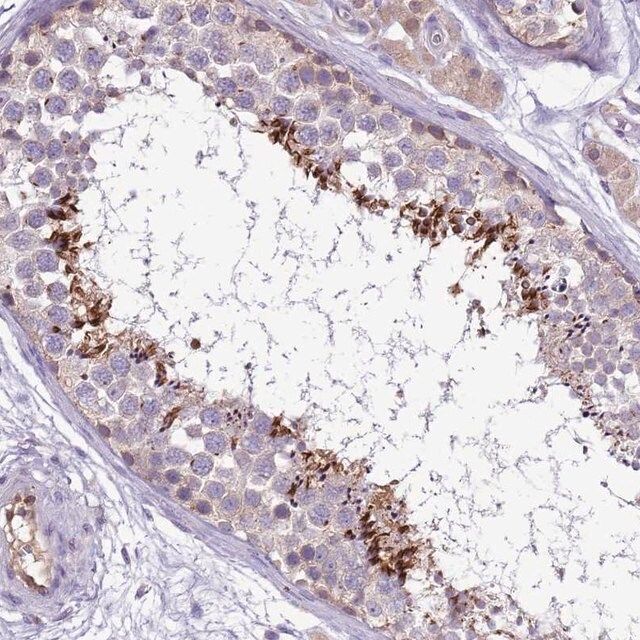 Anti-PLCXD3 antibody produced in rabbit