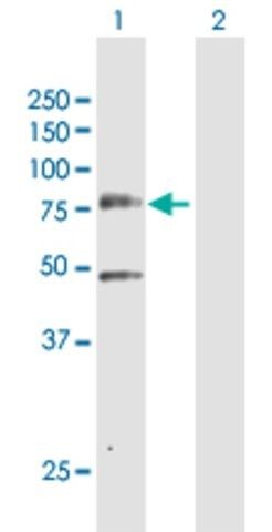 Anti-PLK3 antibody produced in rabbit