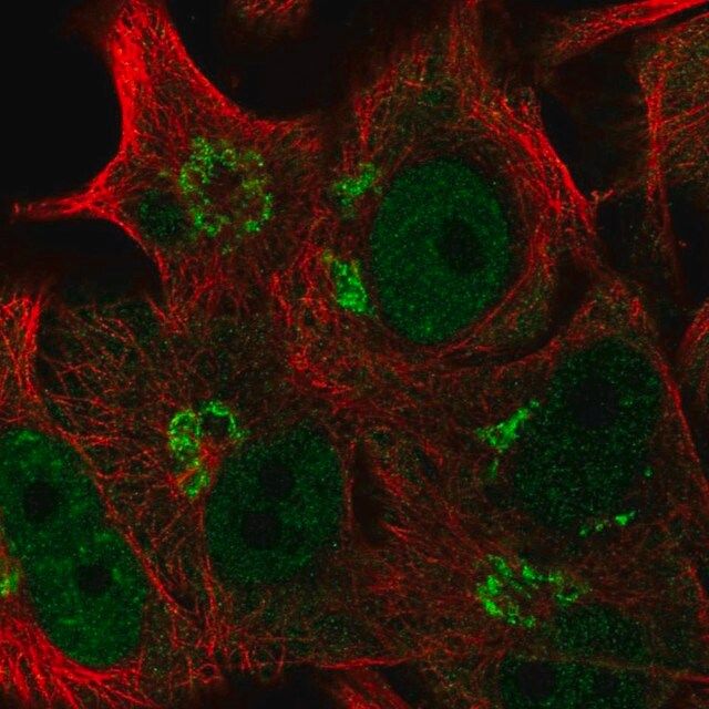 Anti-PLEKHA8 antibody produced in rabbit