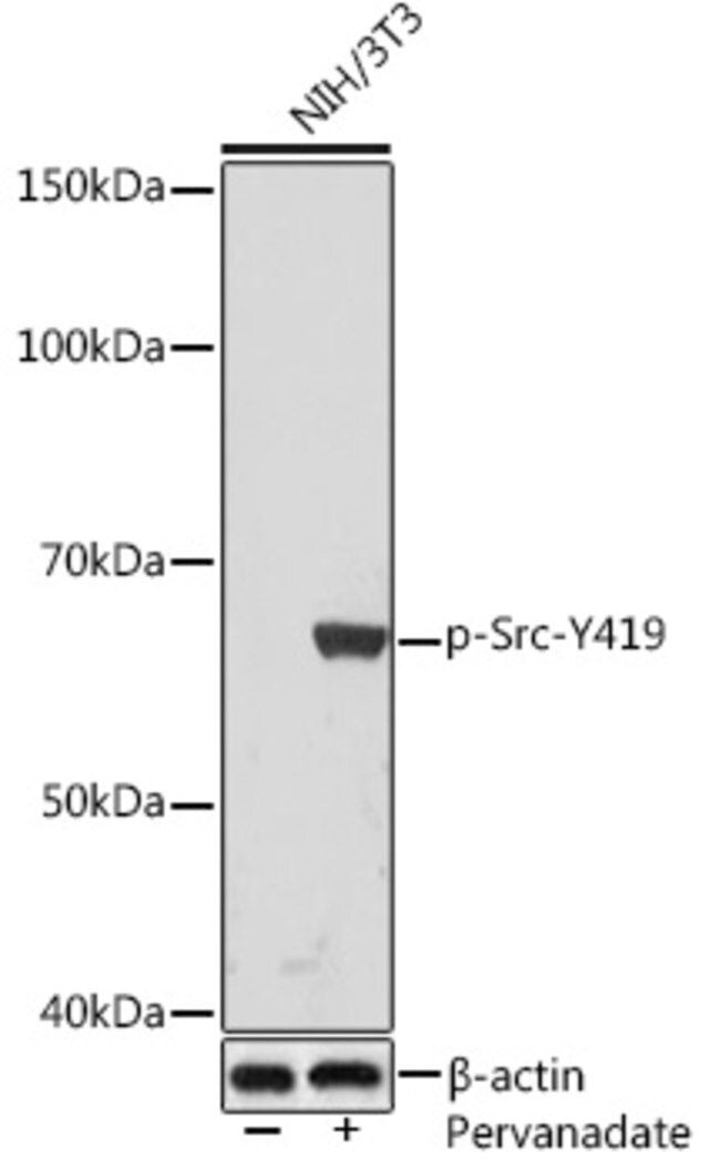 Anti-Phospho-Src-Y419 antibody produced in rabbit